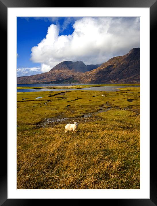 Posing Sheep Loch Torridon Framed Mounted Print by Jacqi Elmslie