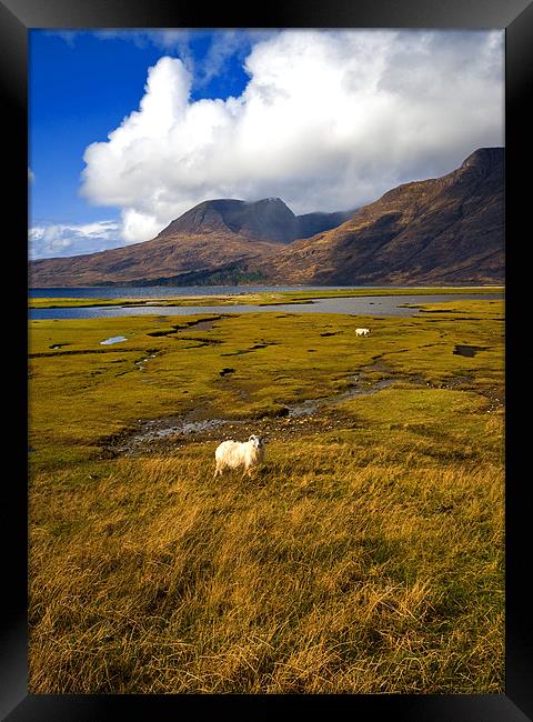 Posing Sheep Loch Torridon Framed Print by Jacqi Elmslie