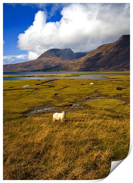 Posing Sheep Loch Torridon Print by Jacqi Elmslie