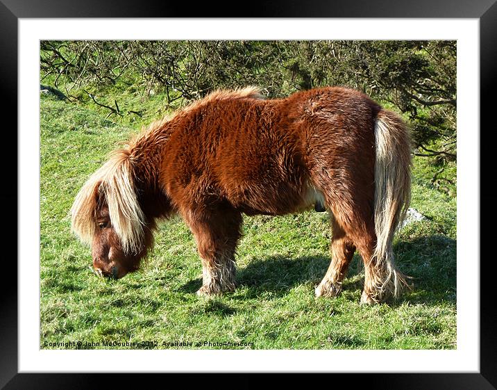 Shetland Pony Stallion Framed Mounted Print by John McCoubrey