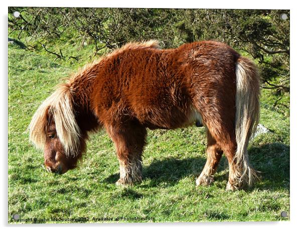 Shetland Pony Stallion Acrylic by John McCoubrey