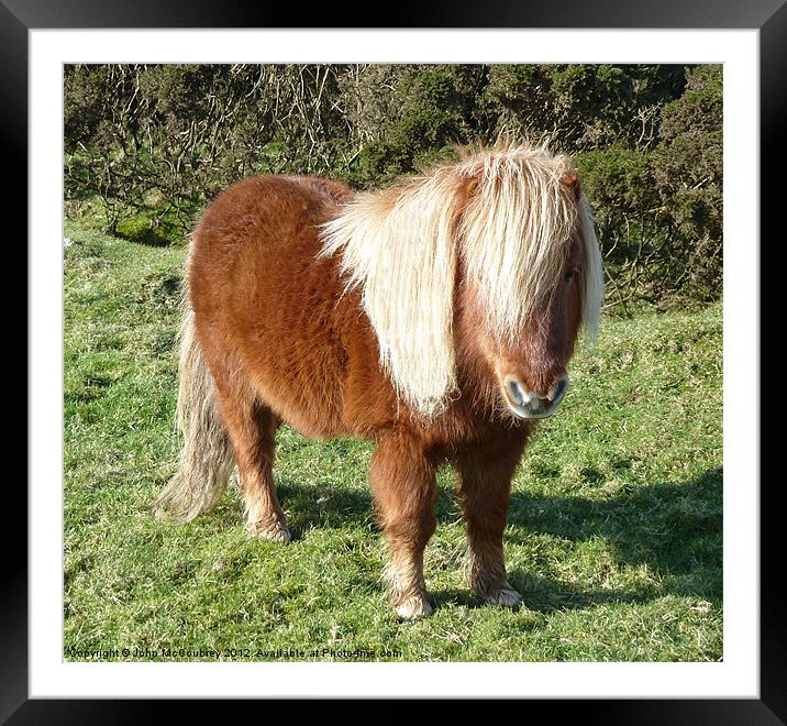 Cute Shetland Pony Framed Mounted Print by John McCoubrey