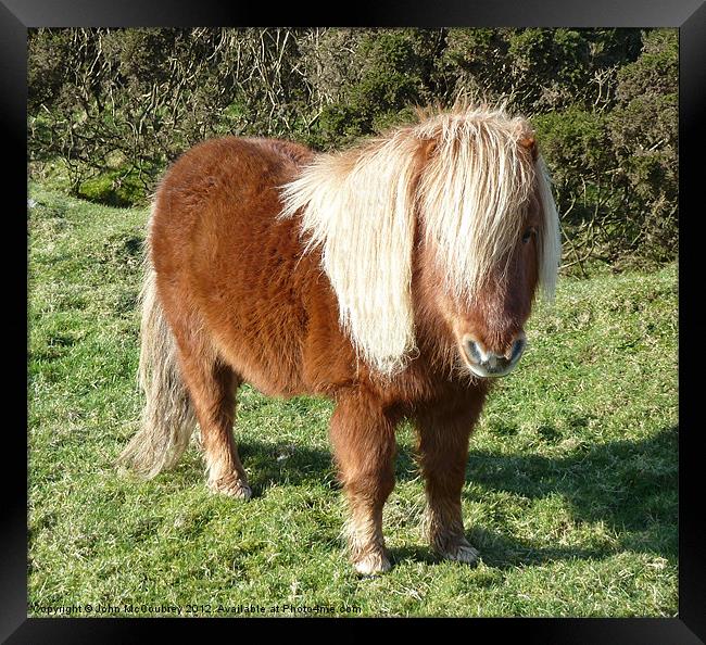 Cute Shetland Pony Framed Print by John McCoubrey