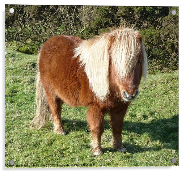 Cute Shetland Pony Acrylic by John McCoubrey