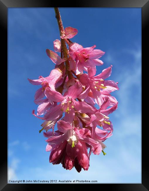 Flowering Currant Blossom Framed Print by John McCoubrey