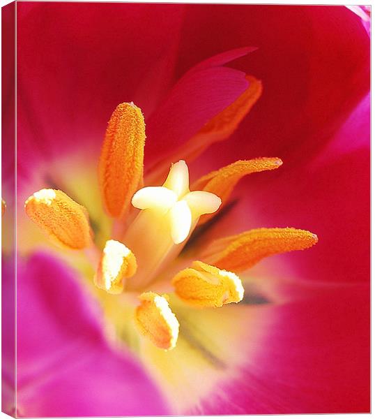Tulip stigmas stamen & pollens Canvas Print by Rosanna Zavanaiu