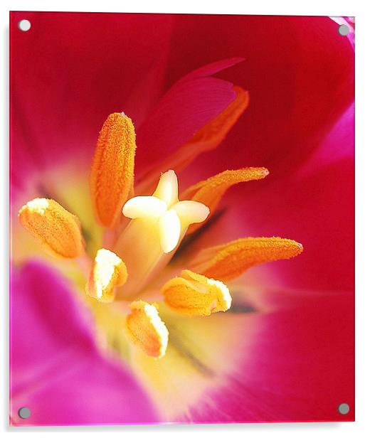 Tulip stigmas stamen & pollens Acrylic by Rosanna Zavanaiu