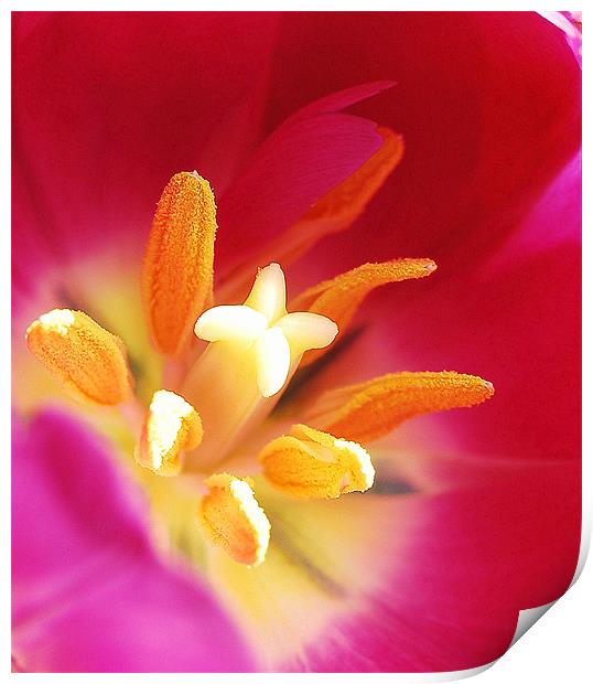 Tulip stigmas stamen & pollens Print by Rosanna Zavanaiu