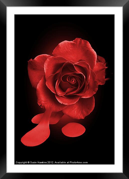 Painting the roses red... Framed Mounted Print by Susie Hawkins