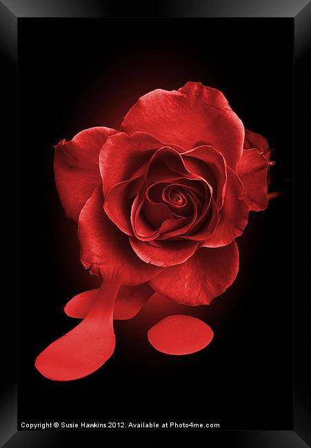 Painting the roses red... Framed Print by Susie Hawkins