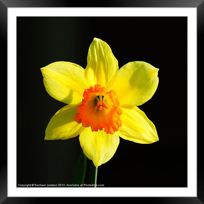 Daffodil Framed Mounted Print by Rachael Hood