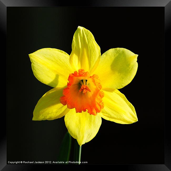 Daffodil Framed Print by Rachael Hood