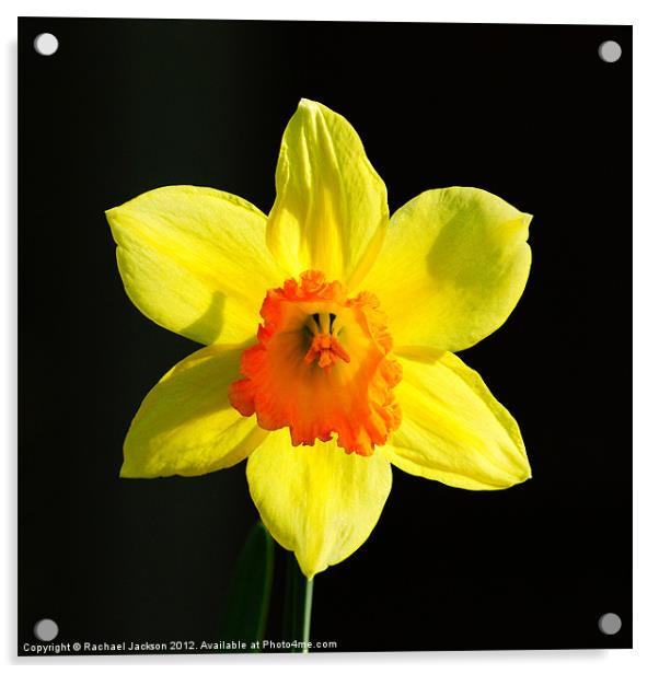 Daffodil Acrylic by Rachael Hood