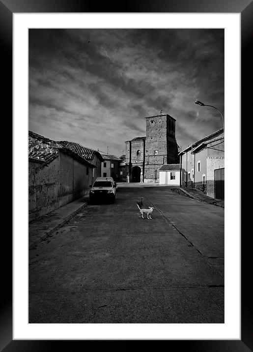 Dogs in the street Framed Mounted Print by Sean Needham