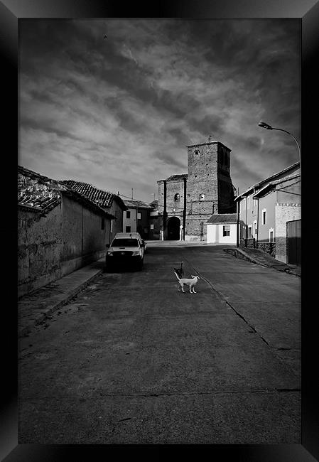 Dogs in the street Framed Print by Sean Needham