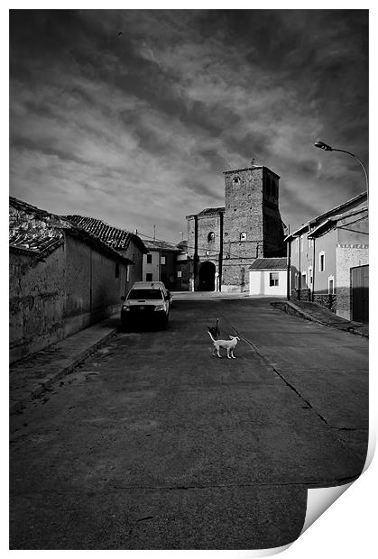Dogs in the street Print by Sean Needham