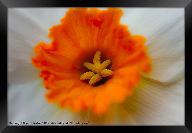 White Daffodil Framed Print by john walker