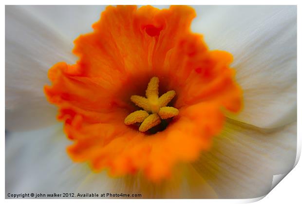 White Daffodil Print by john walker