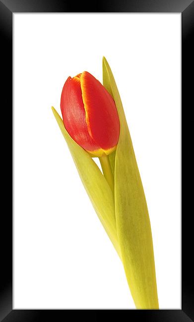 Single Red Tulip Framed Print by David Yeaman