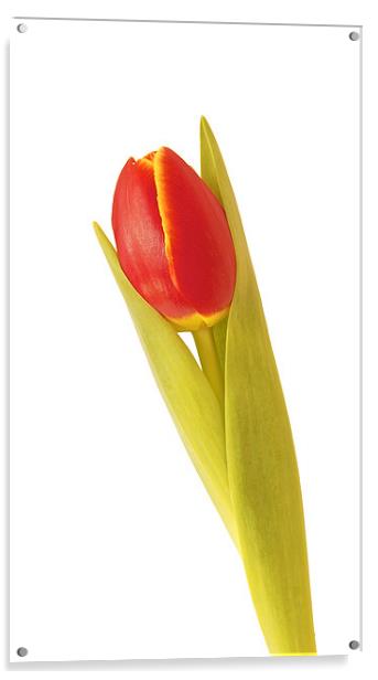 Single Red Tulip Acrylic by David Yeaman