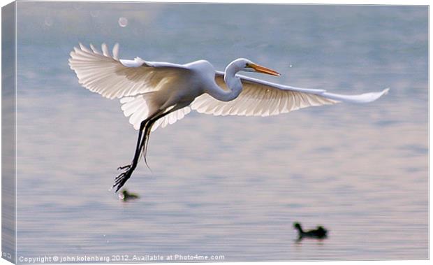 egret hovering in the air Canvas Print by john kolenberg
