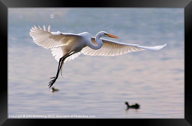 egret hovering in the air Framed Print by john kolenberg