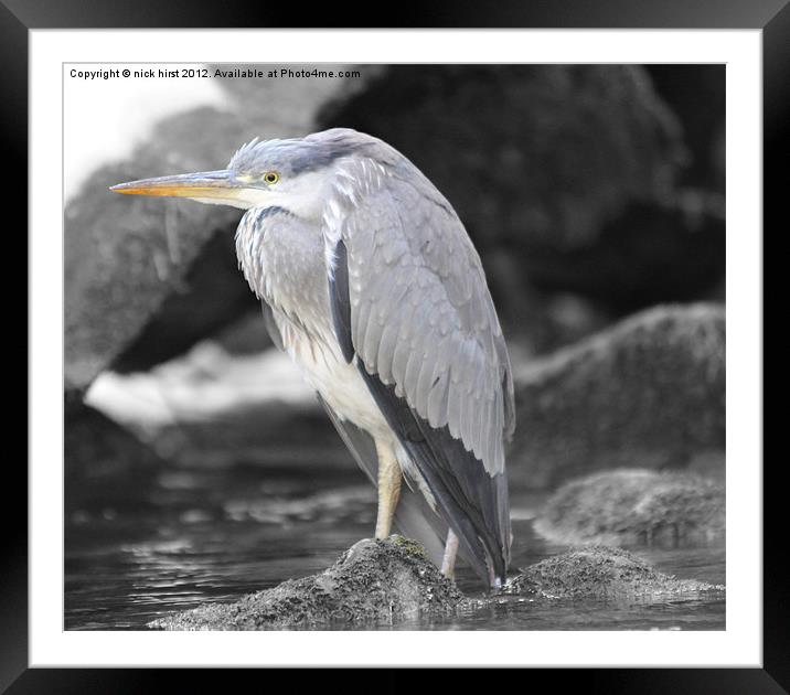 Heron Framed Mounted Print by nick hirst