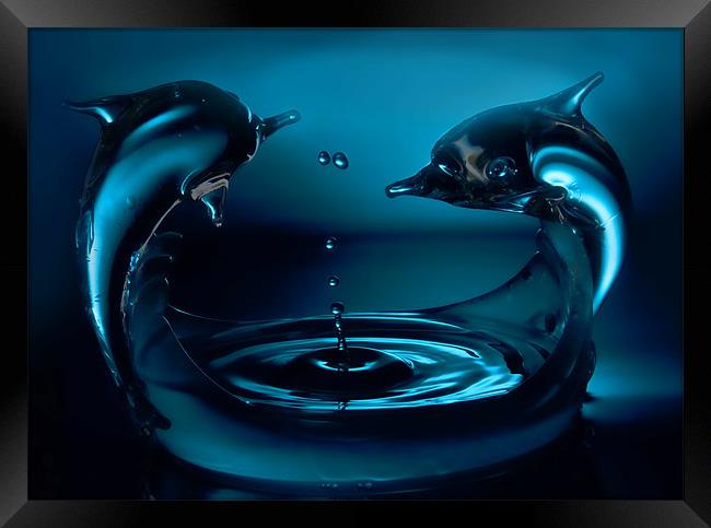 Dolphin splash Framed Print by Sam Smith