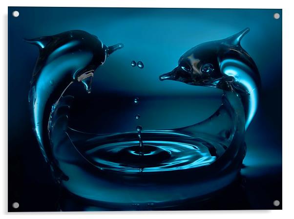 Dolphin splash Acrylic by Sam Smith
