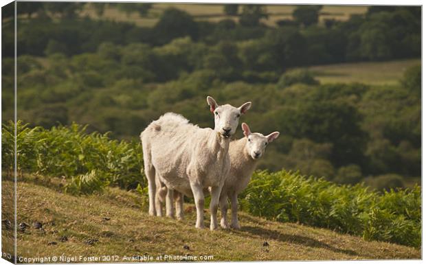 Lambs Canvas Print by Creative Photography Wales