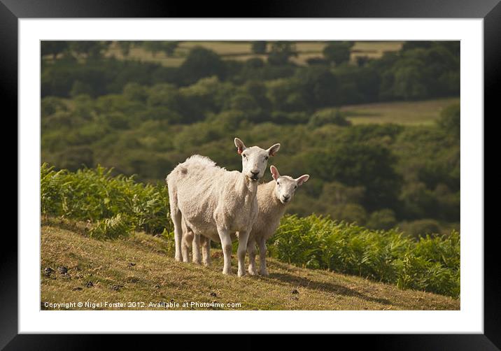 Lambs Framed Mounted Print by Creative Photography Wales