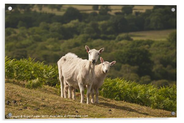 Lambs Acrylic by Creative Photography Wales