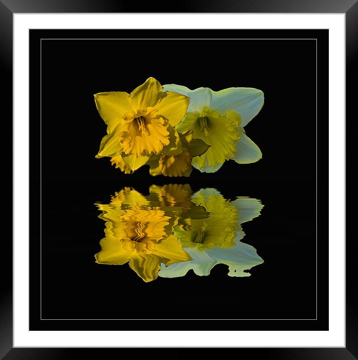 Daffodil Reflections Framed Mounted Print by John Ellis