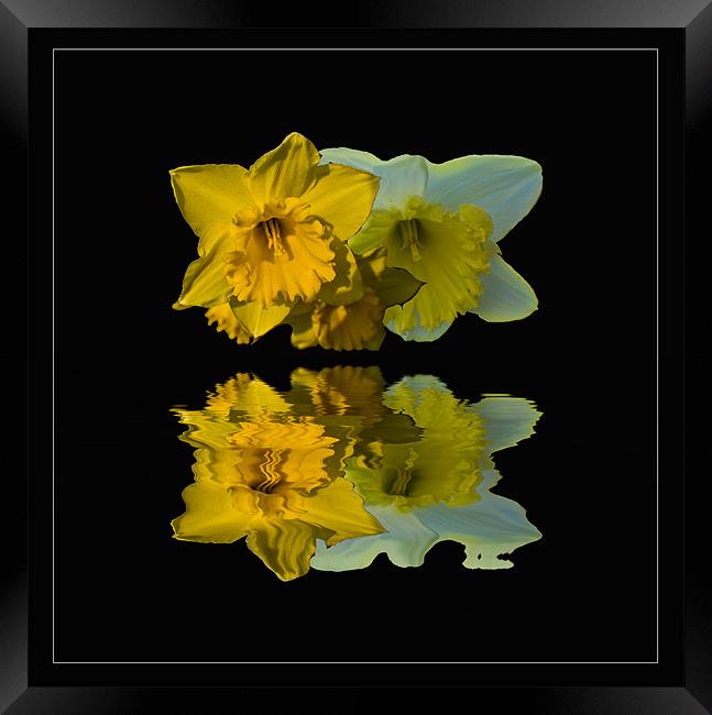 Daffodil Reflections Framed Print by John Ellis