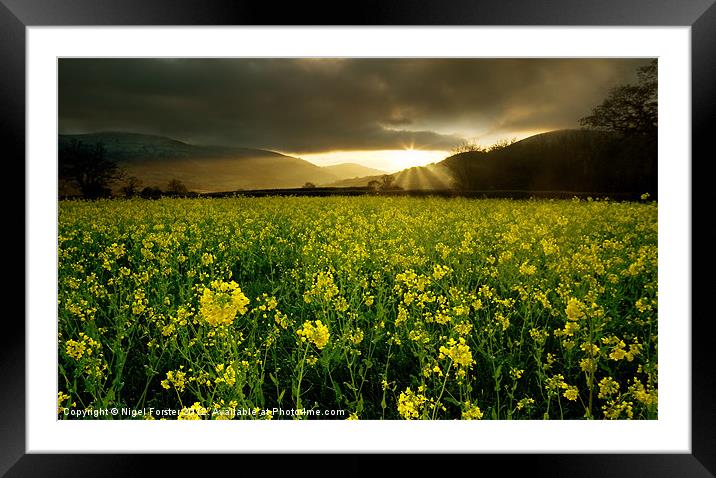 Oil Seed Rape Sunrise Framed Mounted Print by Creative Photography Wales