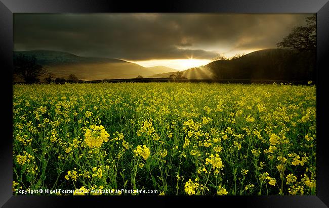 Oil Seed Rape Sunrise Framed Print by Creative Photography Wales