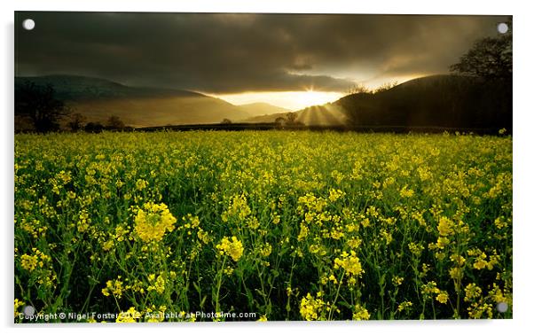 Oil Seed Rape Sunrise Acrylic by Creative Photography Wales