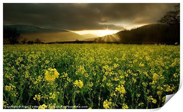 Oil Seed Rape Sunrise Print by Creative Photography Wales