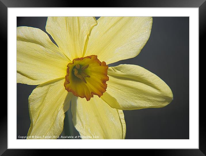 Spring Daffodil Flower ( Narcissus ) Framed Mounted Print by Dave Turner