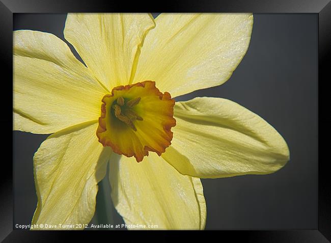 Spring Daffodil Flower ( Narcissus ) Framed Print by Dave Turner