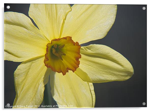 Spring Daffodil Flower ( Narcissus ) Acrylic by Dave Turner