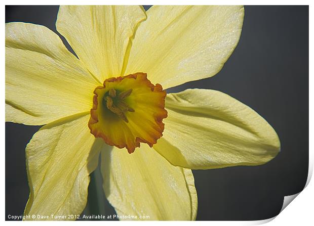 Spring Daffodil Flower ( Narcissus ) Print by Dave Turner