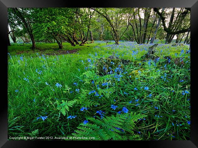 Bluebells Framed Print by Creative Photography Wales