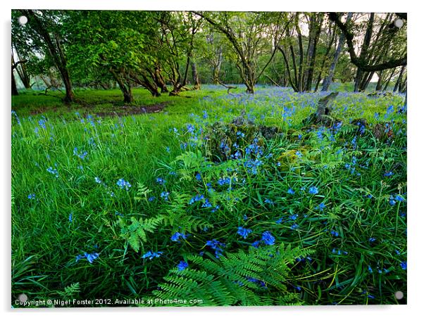 Bluebells Acrylic by Creative Photography Wales