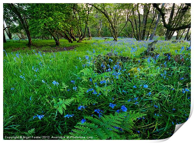 Bluebells Print by Creative Photography Wales