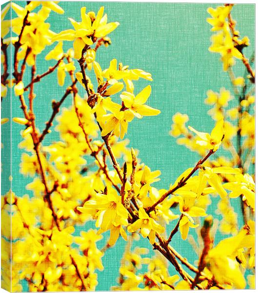 yellow blossom on a sunny spring day. Canvas Print by Rosanna Zavanaiu
