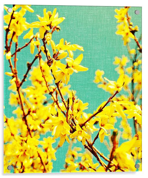 yellow blossom on a sunny spring day. Acrylic by Rosanna Zavanaiu