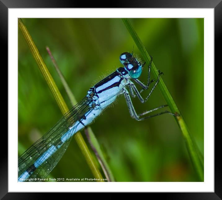 Damsel fly Framed Mounted Print by Ranald Dods
