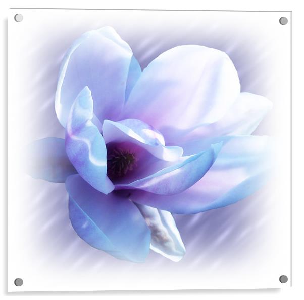 Magnolia Blues Acrylic by Sharon Lisa Clarke