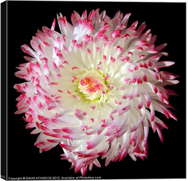 WHITE & RED FLOWER Canvas Print by David Atkinson